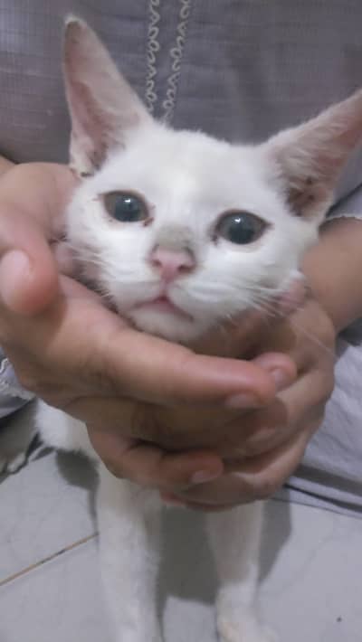 Cat for sale