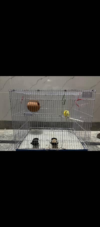 02 parrots and 01 cage