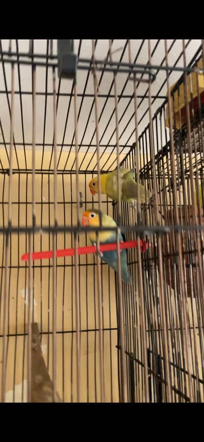 LOVE BIRD BREEDER PAIR
