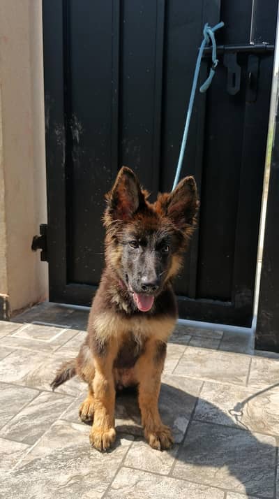 German Shepherd Female puppy top quality