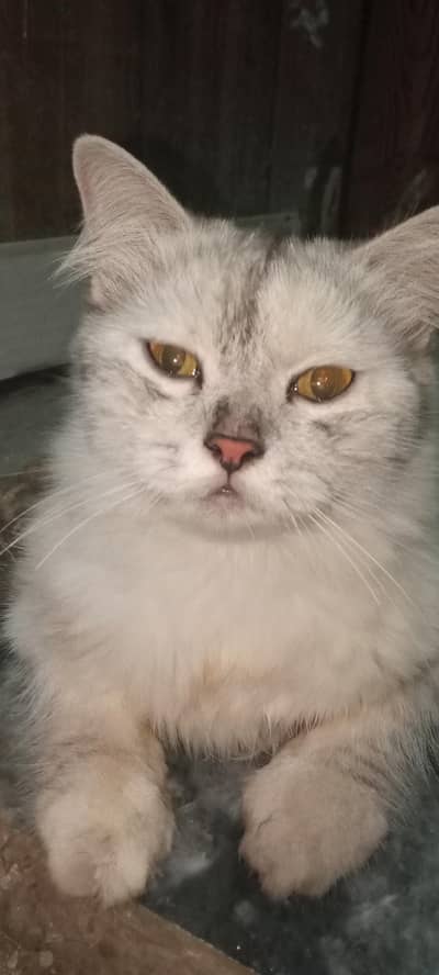cat sale