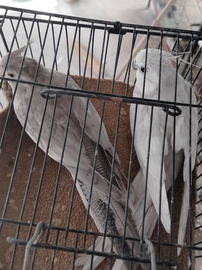 emiral coctail for sale & red pide dove pairs
