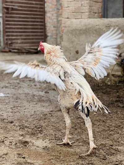 White Sarga Choras Nali aseel murgha