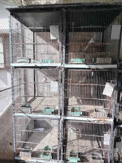 Red pide dove pairs setup for sale