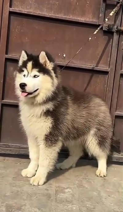 All dog for sale