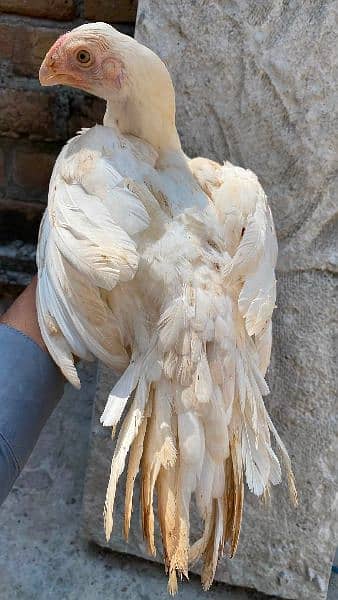 parrot beak Aseel