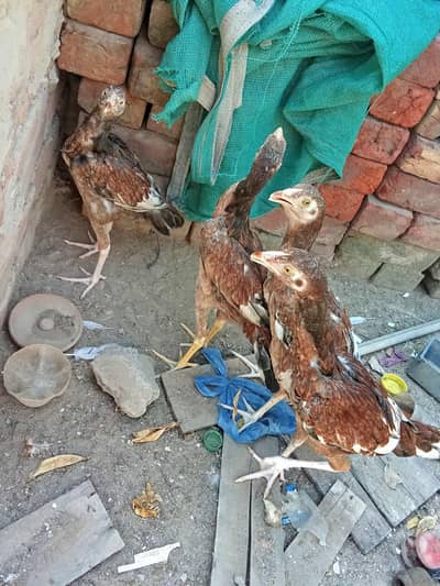 aseel female chicks available