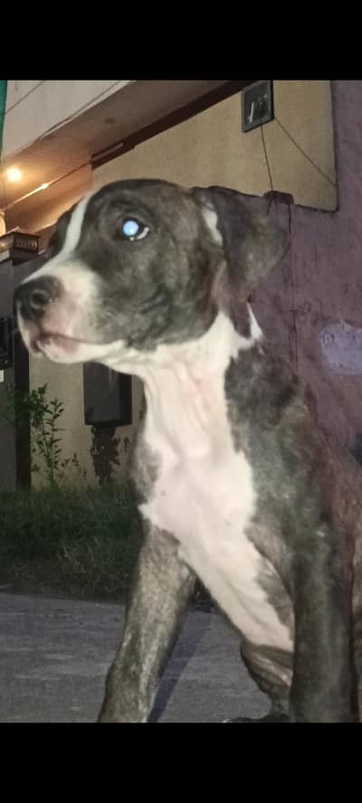 40 Days Old Pitbull Puppy for Sale | Healthy & Active