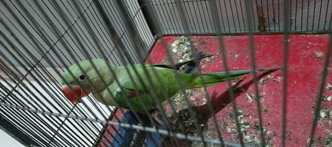 PahariTota