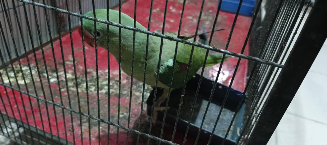 PahariTota 1