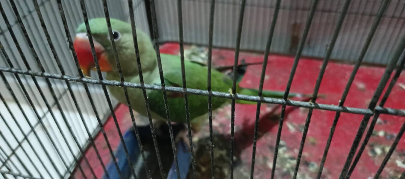 PahariTota 2