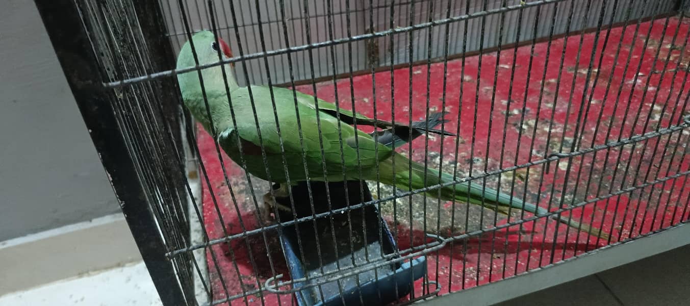 PahariTota 3