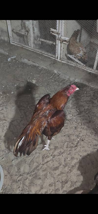 Aseel Murgha murghi for sale