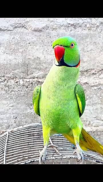 amazing cute talking parrot. 03051031236