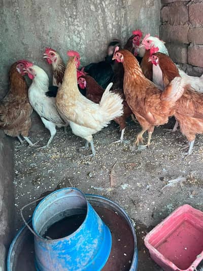 golden misri murghiyo ka fresh eggs pure avabile haa