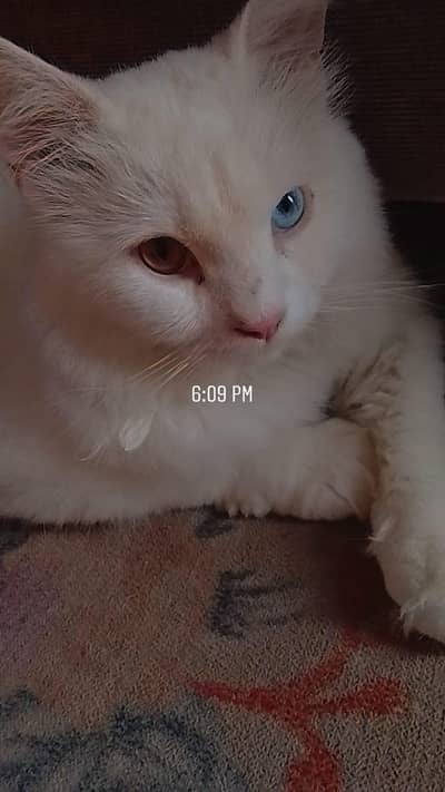 white passion cat