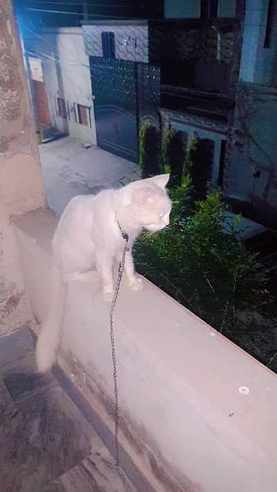persian male cat for sale. .