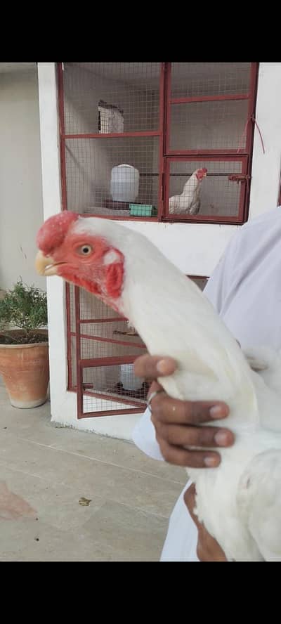 indian parrot beak males/females breeder