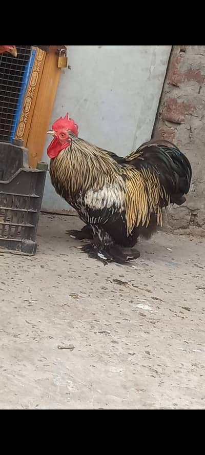 bantam