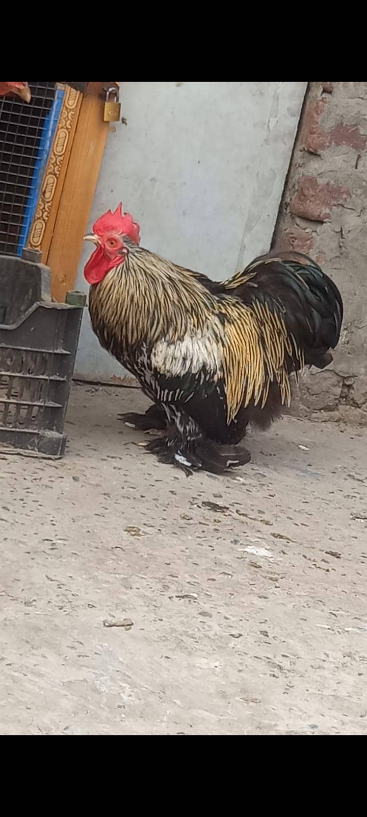 bantam 0
