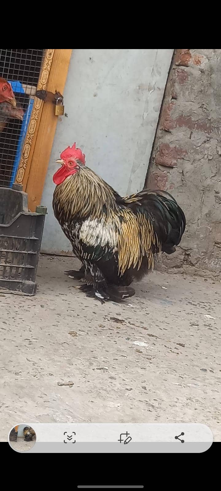 bantam 1