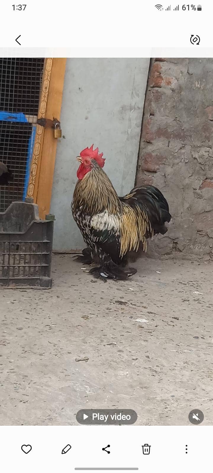 bantam 2