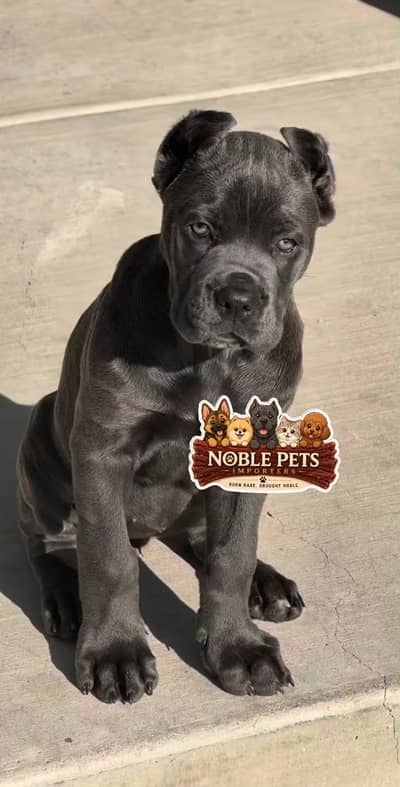 Cane Corso pedigree with international passport puppies available