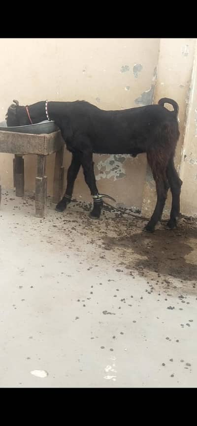 pure nachi Bakra full shoq wala bacha full active