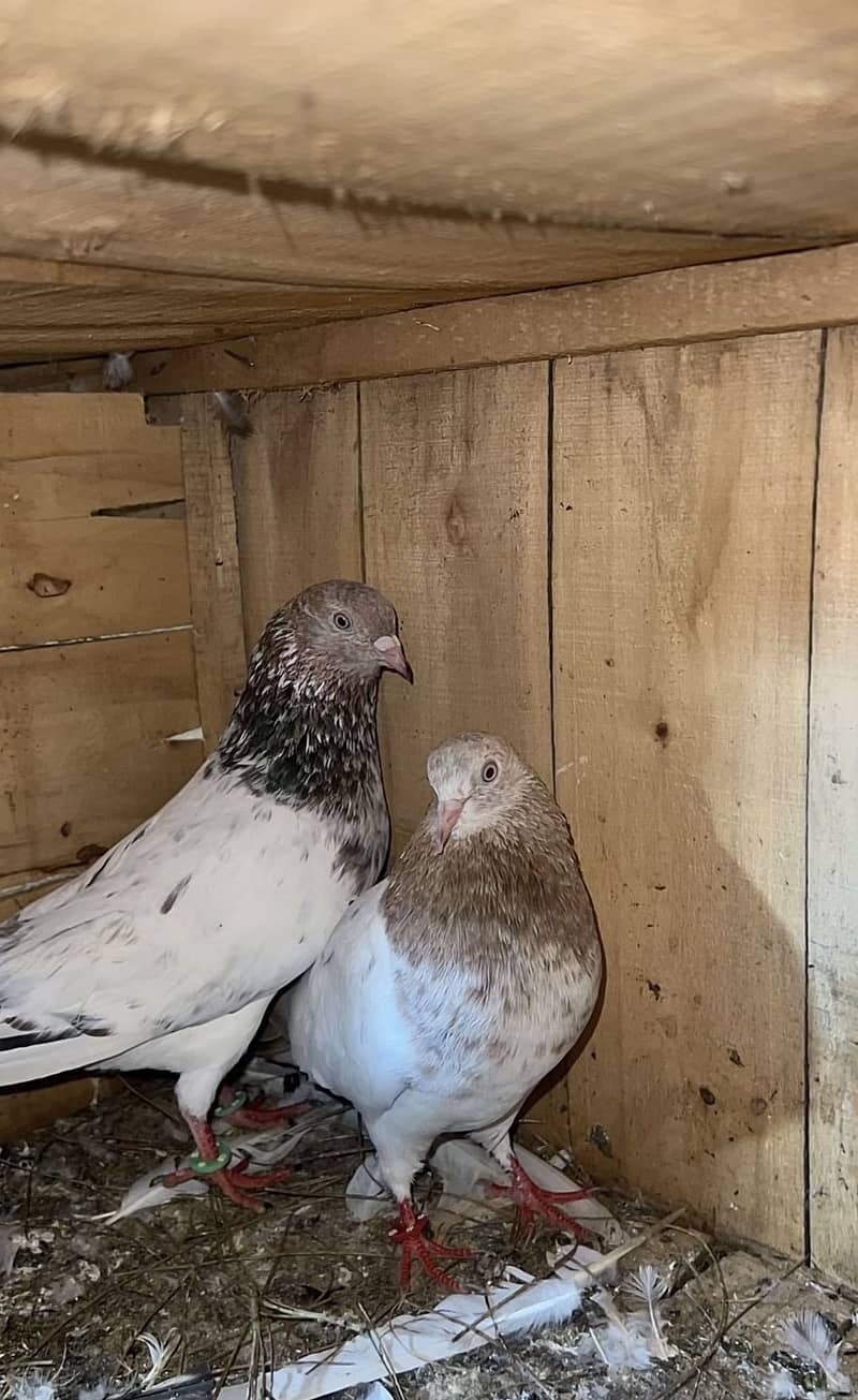 Birds 0