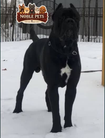 Cane Corso pedigree with international passport puppies available