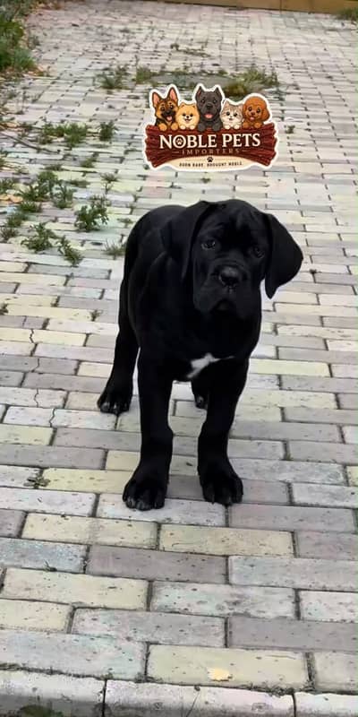 Cane corso black male puppy available in Pakistan