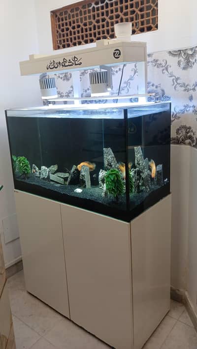 parrot fish santa claus with aquarium
