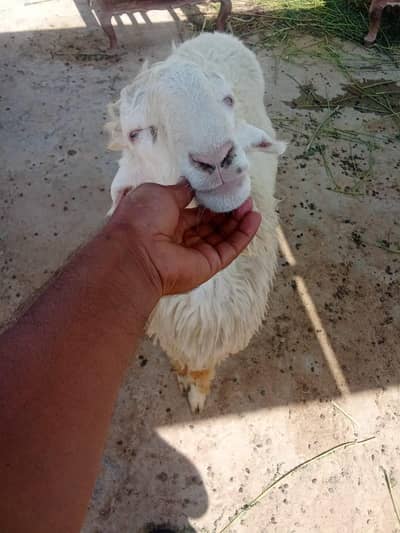 Bakra Bhar nasal