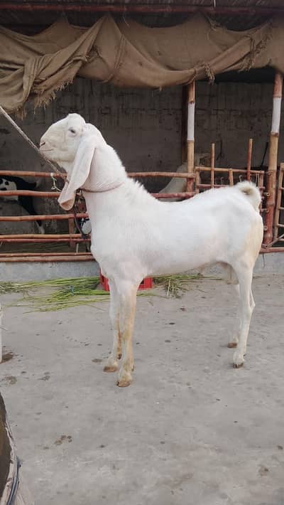 rajanpori bakra 2 dant andu