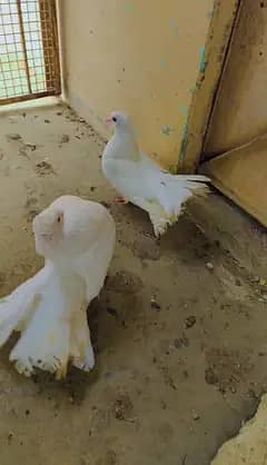 Lakka Kabootar Setup - 1 Pair + 2 Extra Males (Total 4 Birds) for Sale
