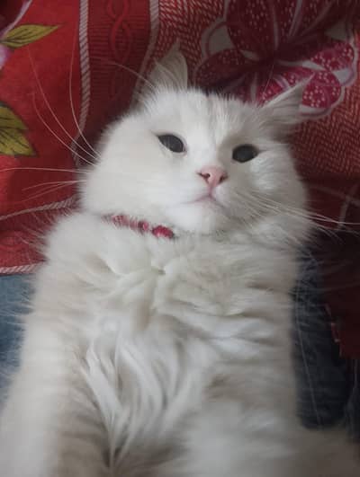 I want to Sale my Persian cat