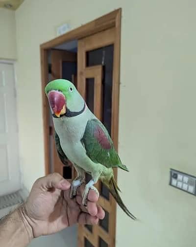 Full take talking dancing playfull parrot