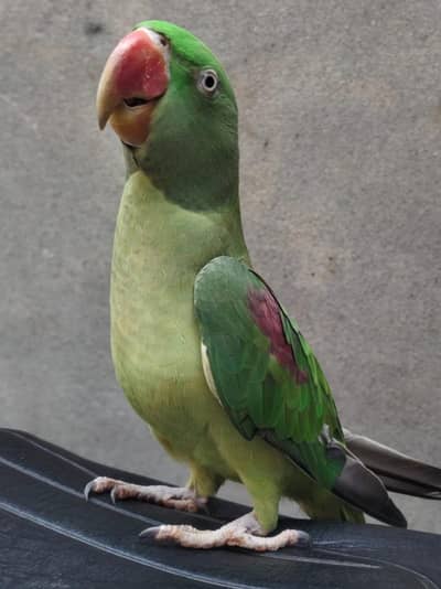 Raw Perrot Male Talking Mian Mithu,Hand Tain