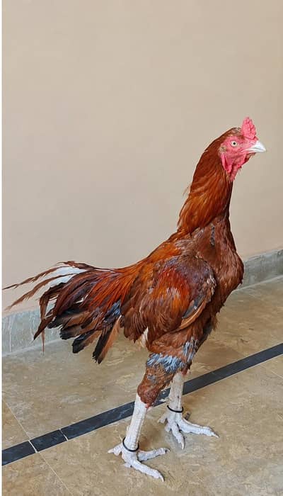 Aseel Murga For Sale