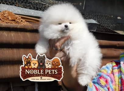 Pomeranian tea cup original micro size puppy available here