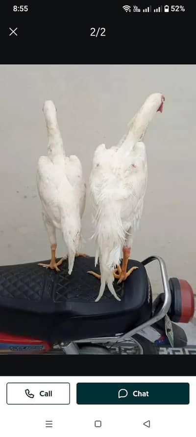 Hira Shamu aseel pair for sale only WhatsApp number 03268750738
