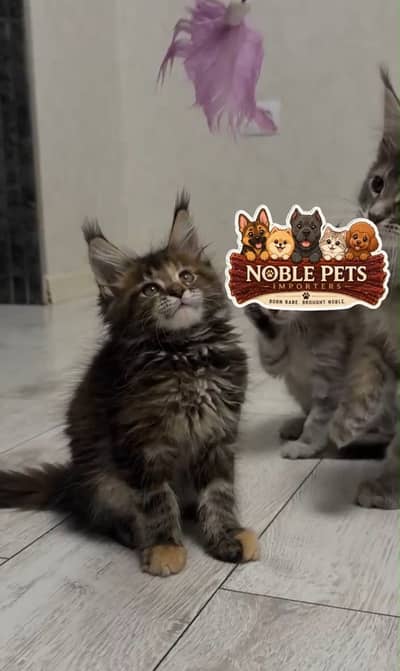 Maine coon kittens available imported from Russia
