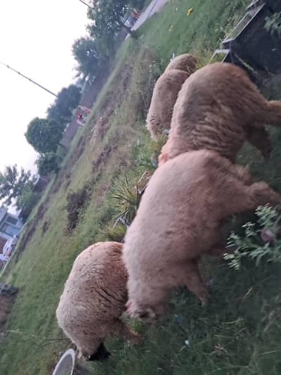 bakra