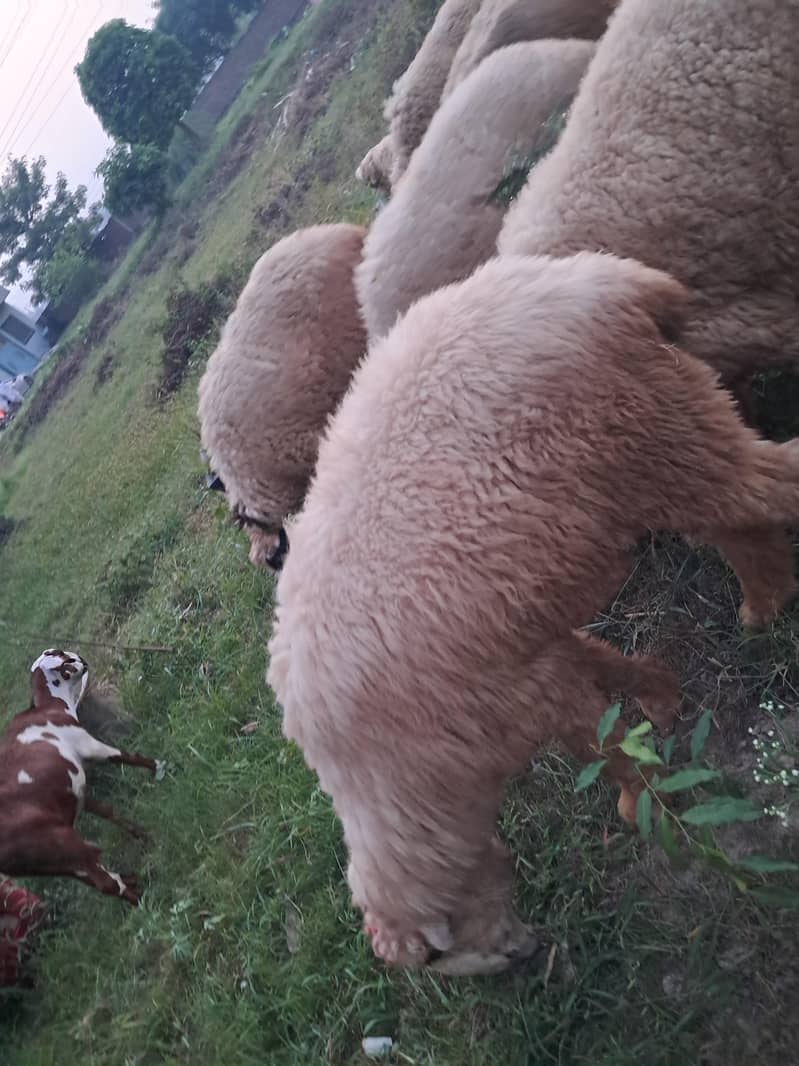 bakra 1