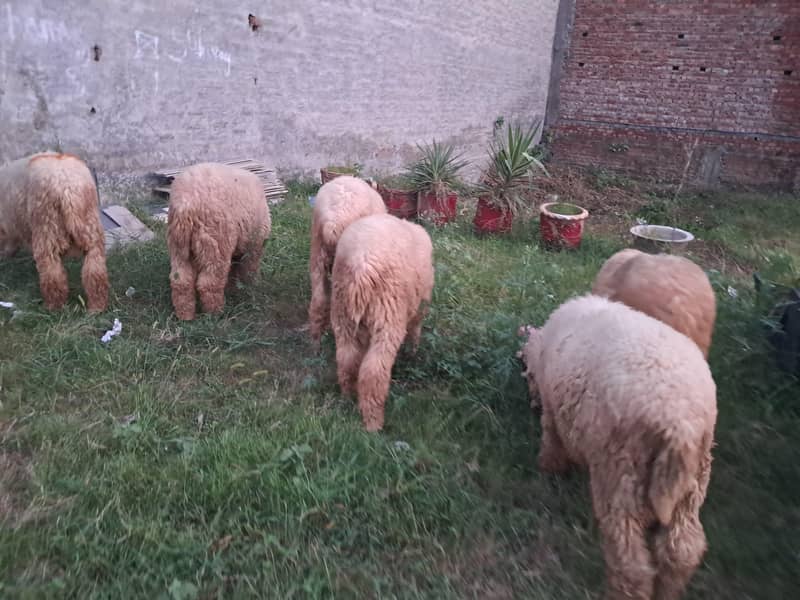 bakra 2