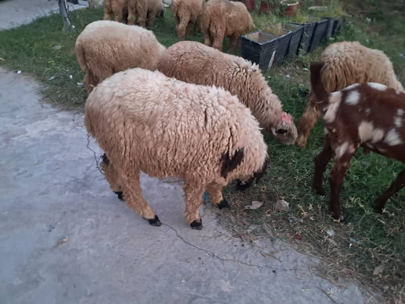 bakra 3