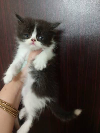 Persion good punch pair kittens for sale