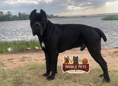Cane Corso pedigree with international passport puppy’s available