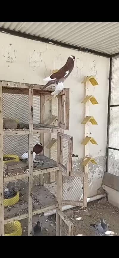 Pouter ready to breed young pair available for sale.