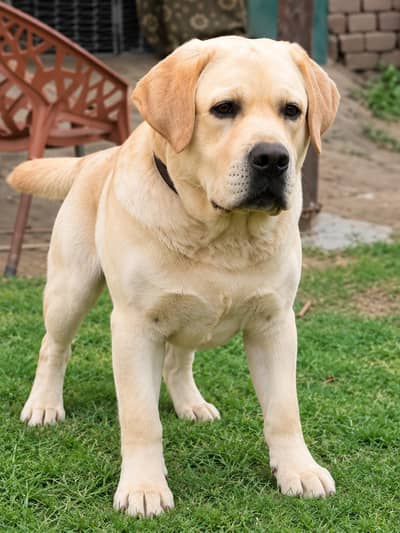 British Labrador adult male for sale